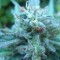 Türkiye'de online kenevir tohumu White Gum feminised Ganja Seeds