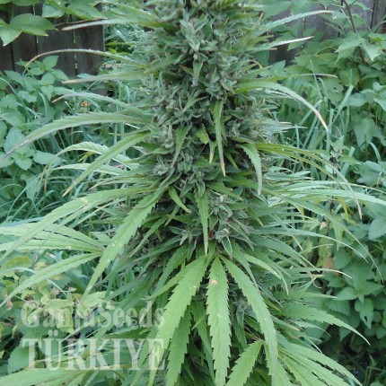 White Gum feminised Ganja Seeds