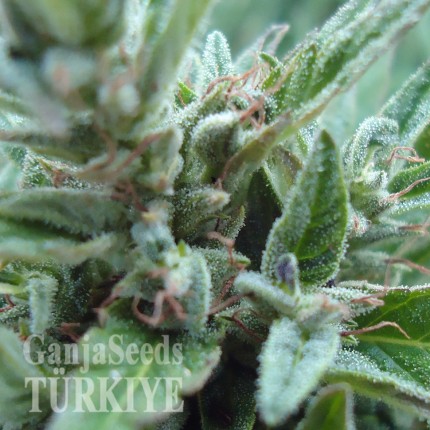 White Gum feminised Ganja Seeds