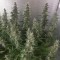 GanjaSeeds internet mağazasında fotoperiyod dişileştirilmiş kenevir tohumları White Gum feminised Ganja Seeds