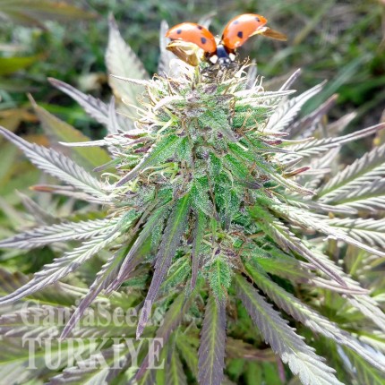 White Gum feminised Ganja Seeds