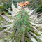 White Gum feminised Ganja Seeds Ucuz kenevir tohumu fiyatları