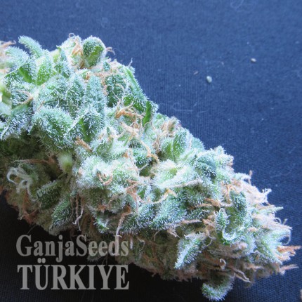 White Gum feminised Ganja Seeds