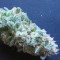 White Gum feminised Ganja Seeds Yüksek verimli kenevir tohumları