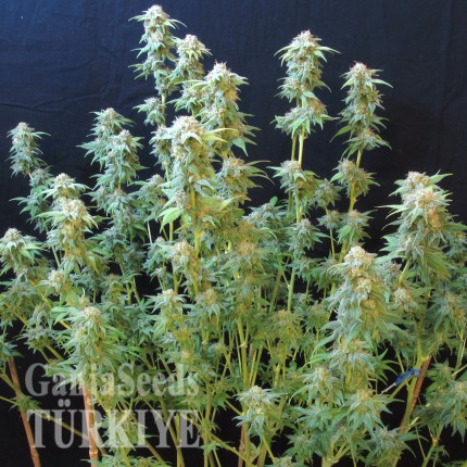 White Gum feminised Ganja Seeds