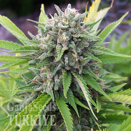 White Gum feminised Ganja Seeds