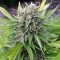 White Gum feminised Ganja Seeds Orijinal ambalajda kenevir tohumları