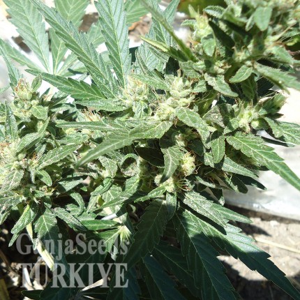 White Gum feminised Ganja Seeds