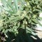 White Gum feminised Ganja Seeds Güçlü kenevir tohumları