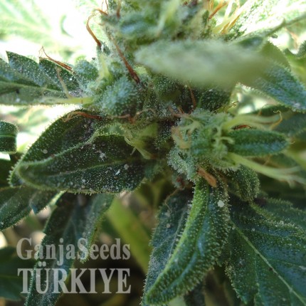 White Gum feminised Ganja Seeds