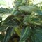 White Gum feminised Ganja Seeds Acemiler için kenevir tohumları