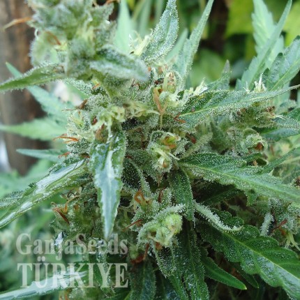 White Gum feminised Ganja Seeds