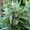 White Gum feminised Ganja Seeds Tıbbi kenevir tohumları