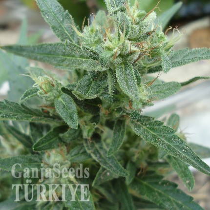 White Gum feminised Ganja Seeds