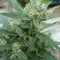 White Gum feminised Ganja Seeds Tıbbi sınıf kenevir çeşidi tohumları