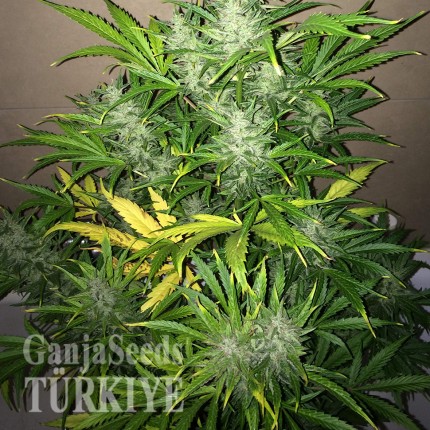 Auto UK Cheese feminised Ganja Seeds
