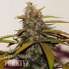 Auto Big Devil feminised Ganja Seeds