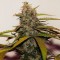 Yalova’da  Auto Big Devil feminised Ganja Seeds kenevir tohumu