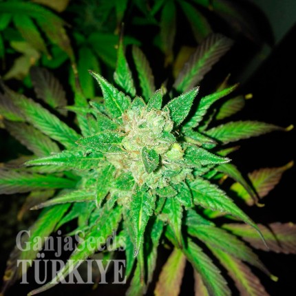 Auto Big Devil feminised Ganja Seeds