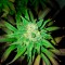 Auto Big Devil feminised Ganja Seeds Otomatik çiçeklenen dişileştirilmiş kenevir tohumu