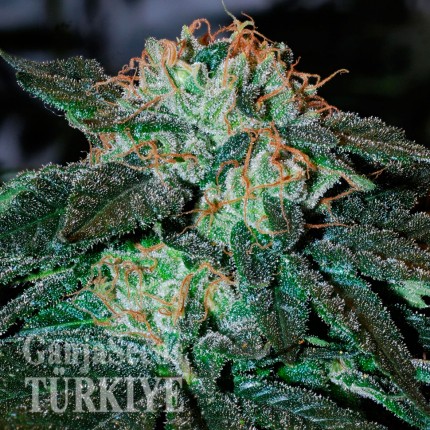 Auto Big Devil feminised Ganja Seeds