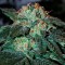 Auto Big Devil feminised Ganja Seeds Otomatik çiçeklenen kenevir tohumları