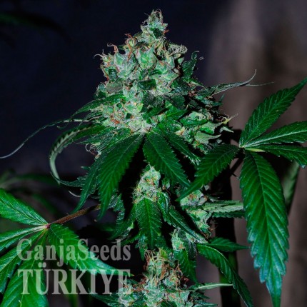 Auto Big Devil feminised Ganja Seeds