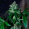 Auto Big Devil feminised Ganja Seeds Otomatik çiçeklenen dişileştirilmiş kenevir tohumu kargo ile eve teslim