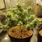 Auto Big Devil feminised Ganja Seeds Orijinal ambalajda kenevir tohumları