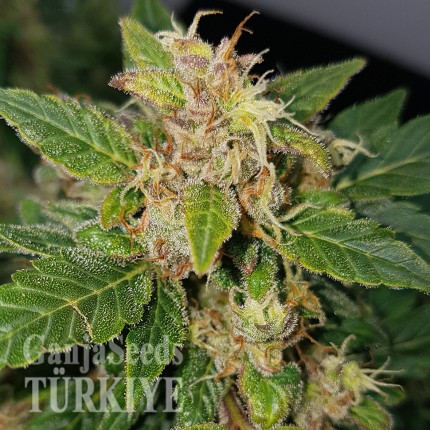 Auto Big Devil feminised Ganja Seeds