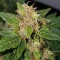 Auto Big Devil feminised Ganja Seeds Kenevir tohumları