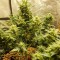 Auto Big Devil feminised Ganja Seeds Online kenevir tohumu