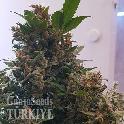 Auto Big Devil feminised Ganja Seeds