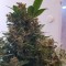 Auto Big Devil feminised Ganja Seeds Eve teslim kenevir tohumları