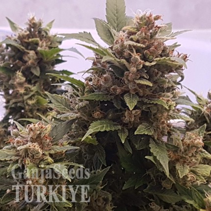 Auto Big Devil feminised Ganja Seeds