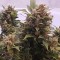 Türkiye'de online kenevir tohumu Auto Big Devil feminised Ganja Seeds