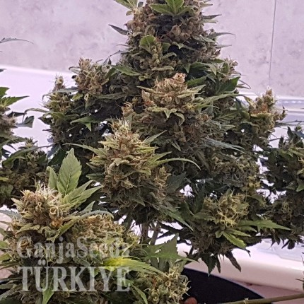 Auto Big Devil feminised Ganja Seeds