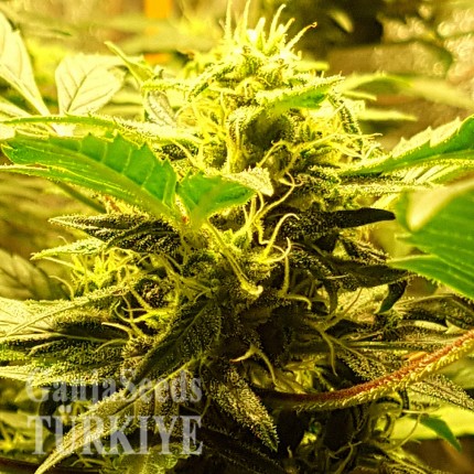 Auto Big Devil feminised Ganja Seeds