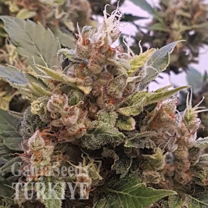 Auto Big Devil feminised Ganja Seeds