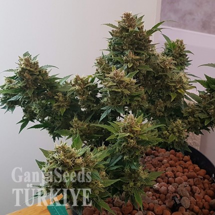 Auto Big Devil feminised Ganja Seeds