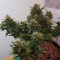 Auto Big Devil feminised Ganja Seeds Ucuz kenevir tohumu fiyatları