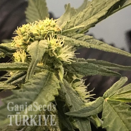 Auto Big Devil feminised Ganja Seeds