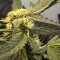 Mardin’de  Auto Big Devil feminised Ganja Seeds kenevir tohumu