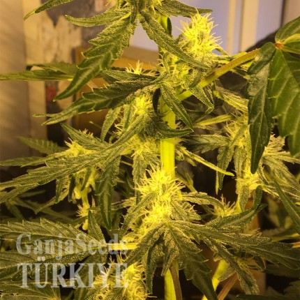 Auto Big Devil feminised Ganja Seeds