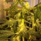 Rize’de  Auto Big Devil feminised Ganja Seeds kenevir tohumu