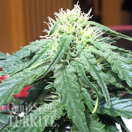 Auto Big Devil feminised Ganja Seeds