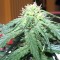 Samsun’da  Auto Big Devil feminised Ganja Seeds kenevir tohumu