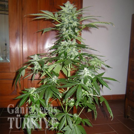 Auto Big Devil feminised Ganja Seeds