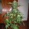 Trabzon’da  Auto Big Devil feminised Ganja Seeds kenevir tohumu