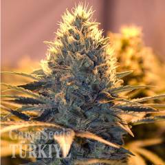 White Lavender feminised Ganja Seeds